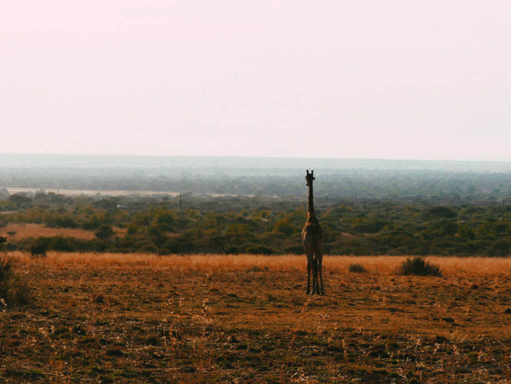 pilanesberg-foto-giraffa