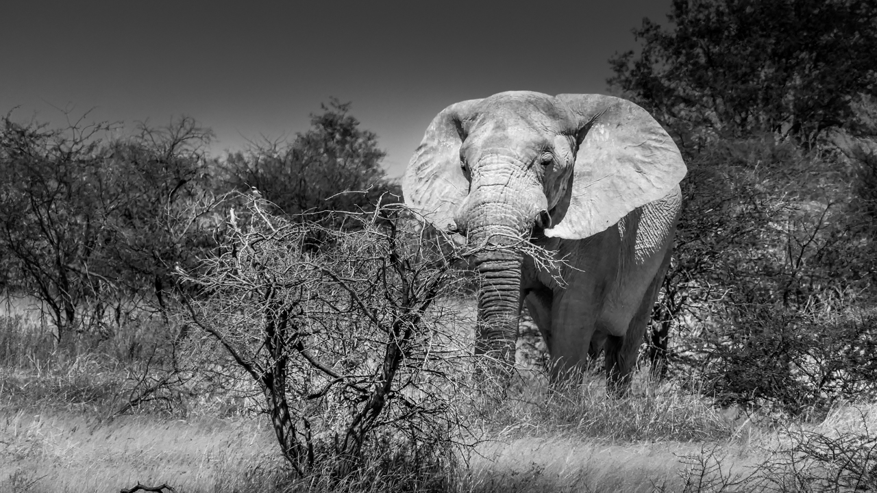elefante-in-botwana