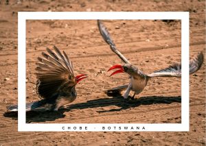 2 tucano in Botswana