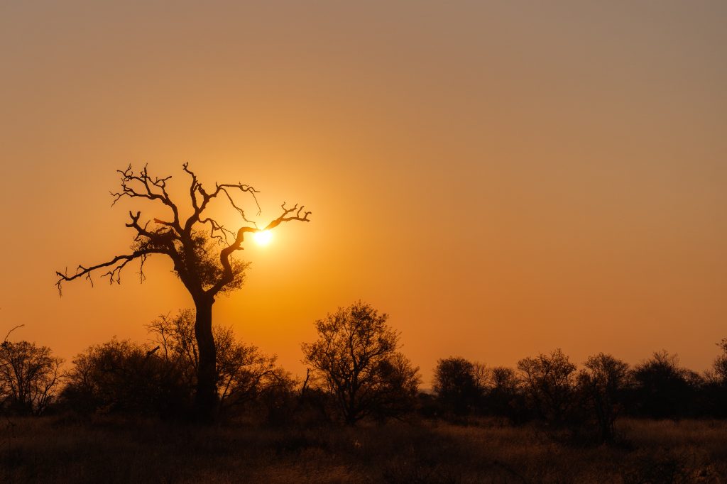 albero in controluce al tramonto al Kruger NationalPark