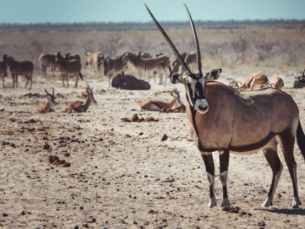 orix in Namibia