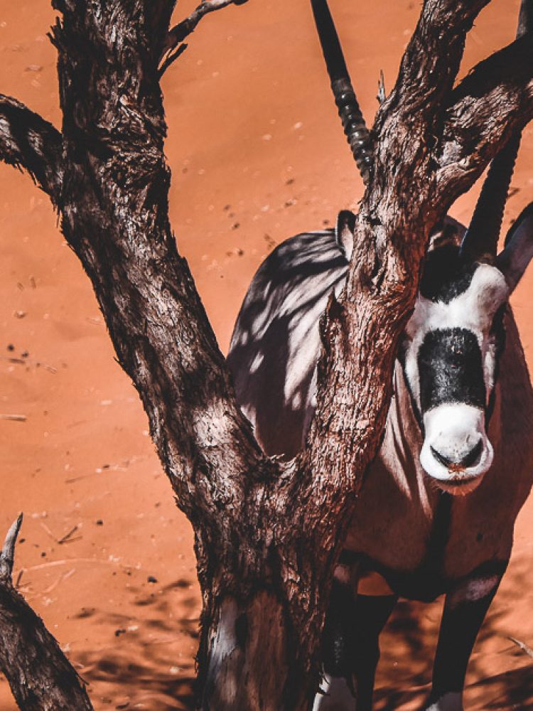 fotosafari-in-namibia