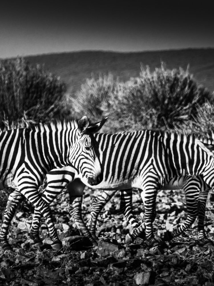 zebre-in-namibia-bianco-nero