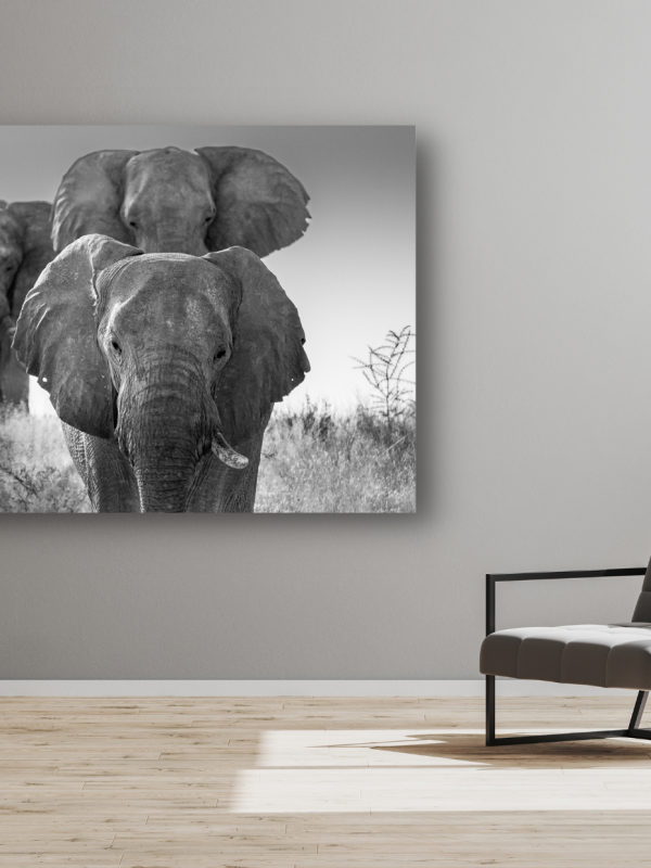 elefante-stampa-in-fine-art