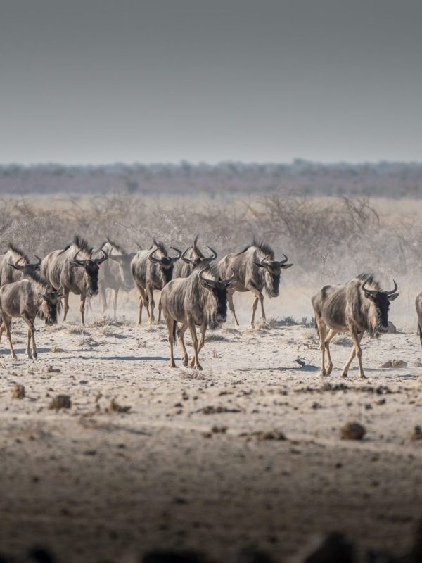 gruppo si gnu in Botswana