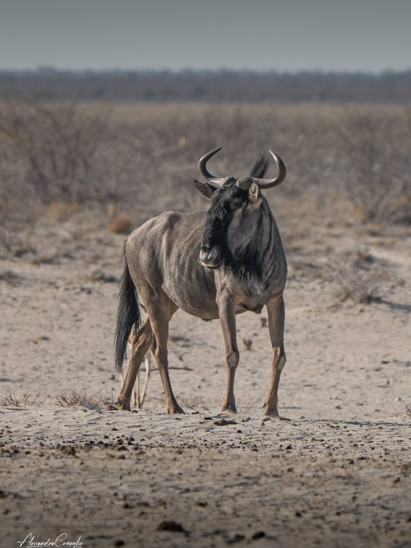 gnu solitario in Botswana